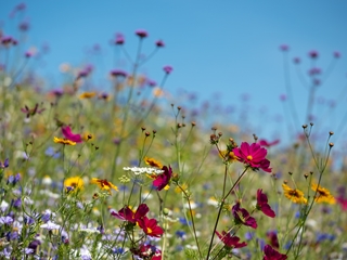 Wildflower seeds sent to residents to support biodiversity