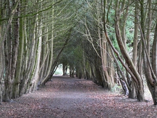 If these trees could talk …