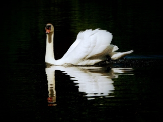 A Lake For All Seasons