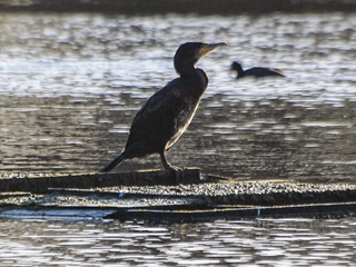 Nature’s coming home